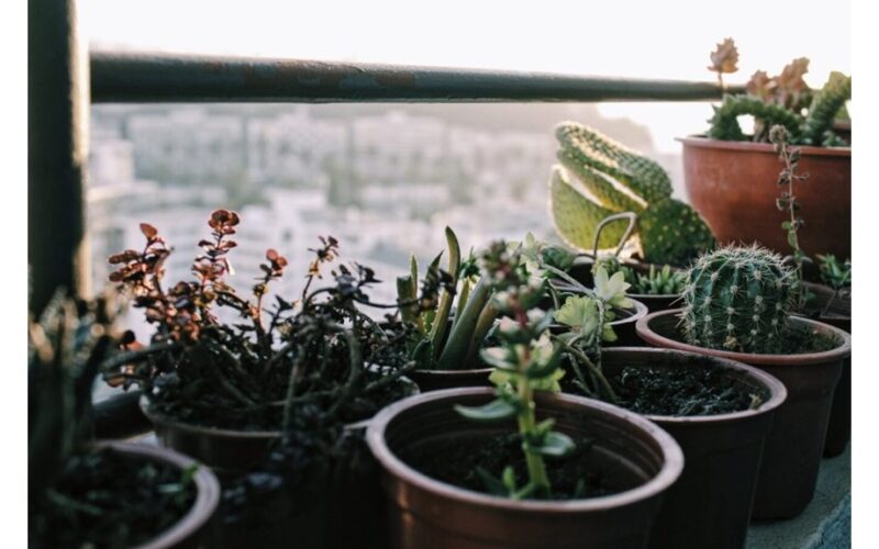 cactus blooms with minimal care