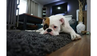 carpet odor removed instantly