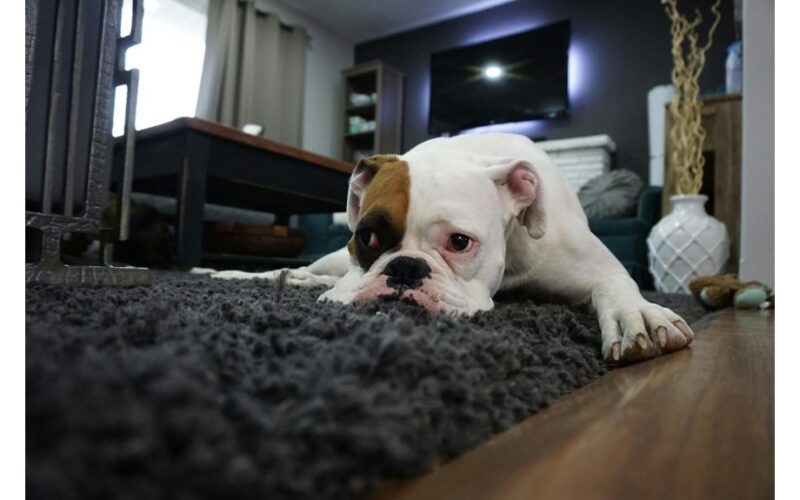 carpet odor removed instantly