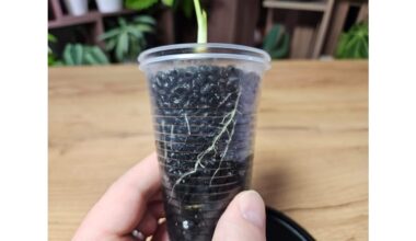 cinnamon speeds cutting rootgrowth