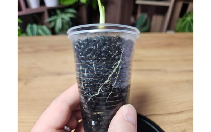 cinnamon speeds cutting rootgrowth