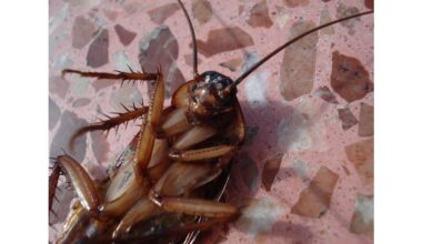 cockroaches eat lethal bait