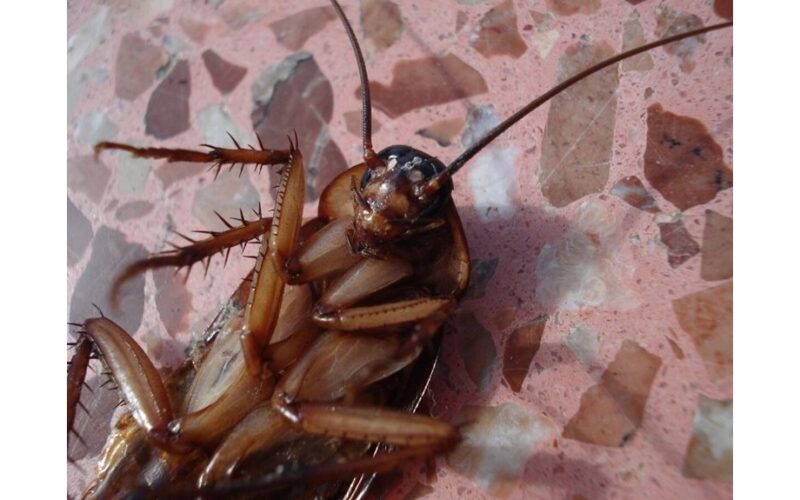 cockroaches eat lethal bait