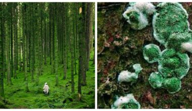 collecting autumn forest leaflitter