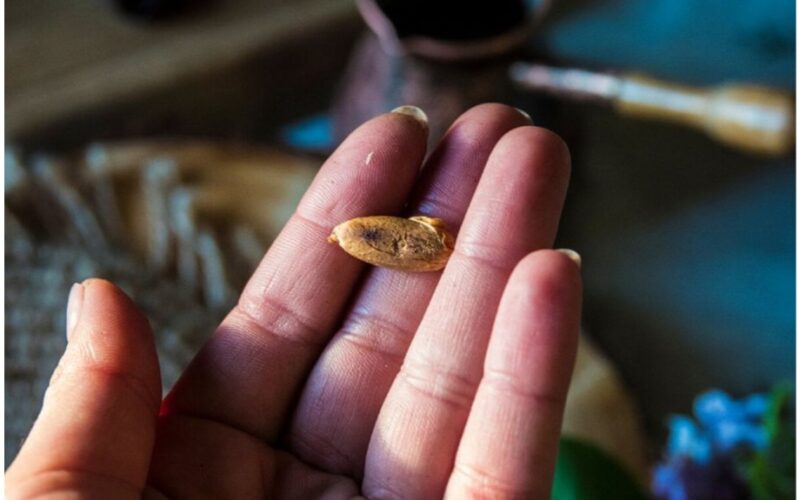 date pit drink recipe