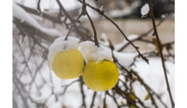 december apple tree treatments