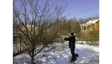 december pruning has caveats