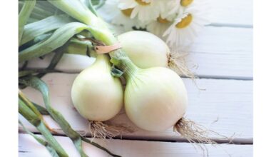 eight month skinless onion preservation