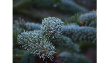 evergreen needles stay green