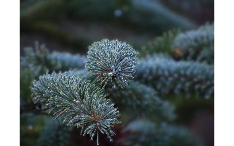 evergreen needles stay green