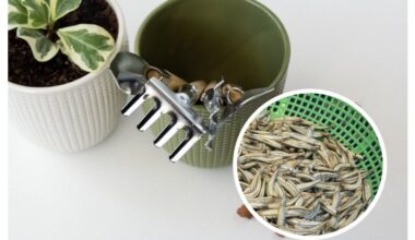 fish scrap fertilizer boosts tomatoes