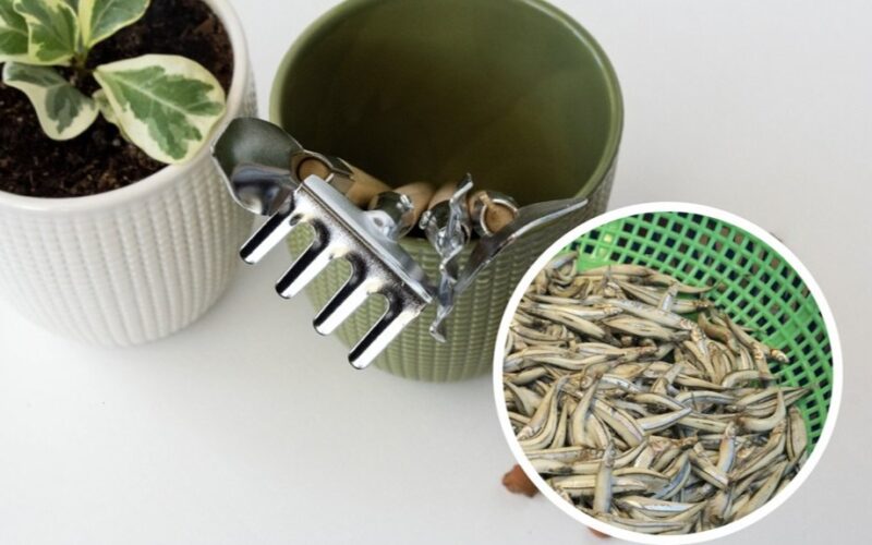 fish scrap fertilizer boosts tomatoes