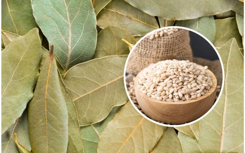 five bay leaf lifehacks revealed