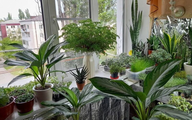 five houseplants remove toxins