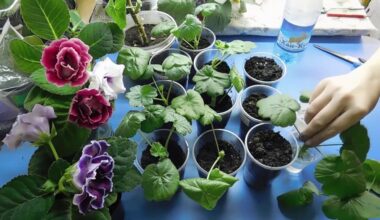 geranium cuttings root fast