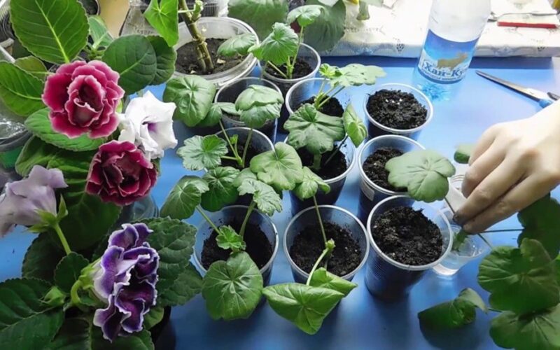 geranium cuttings root fast