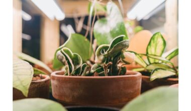 grandmother s decades long winter lighting