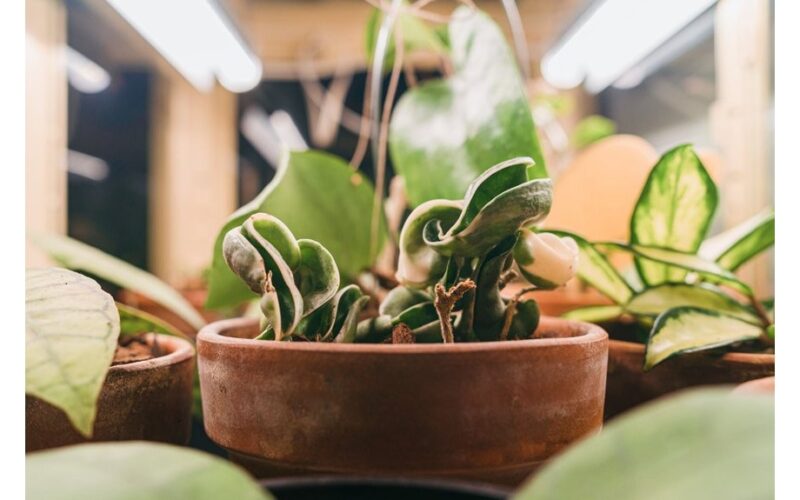 grandmother s decades long winter lighting