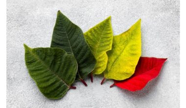 grandmother s leaf deficiency secrets