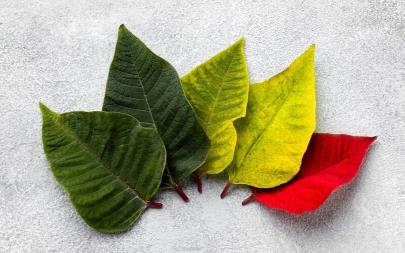 grandmother s leaf deficiency secrets