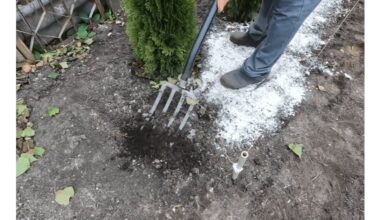 grandmother s seasoned lime ritual