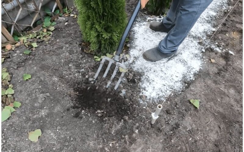 grandmother s seasoned lime ritual