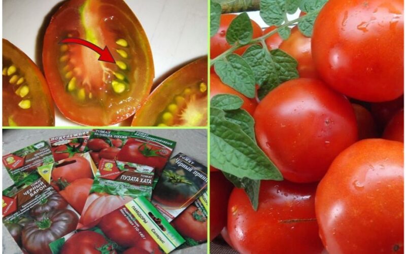 grow early tomatoes without seedlings