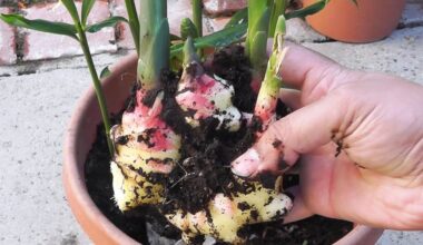 grow ginger from store bought root