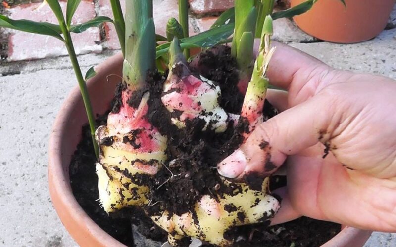 grow ginger from store bought root