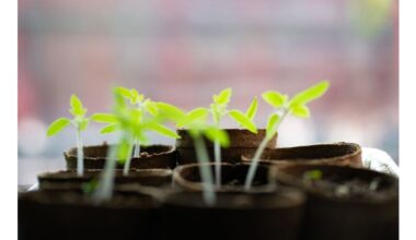 hand tested best seedling cups