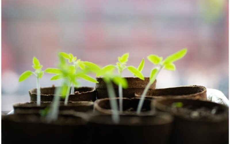 hand tested best seedling cups