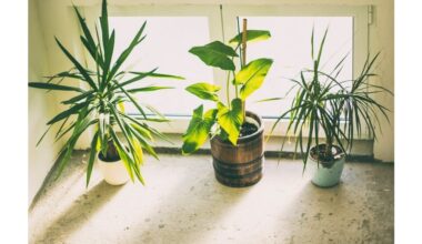 homemade citrus banana onion fertilizer