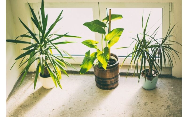 homemade citrus banana onion fertilizer