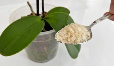 homemade orchid fertilizer boost