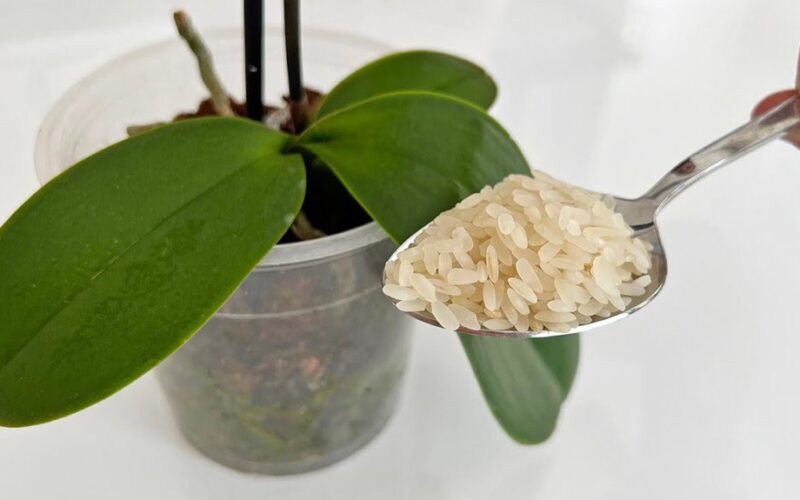 homemade orchid fertilizer boost