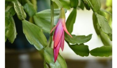 keep christmas cactus properly watered