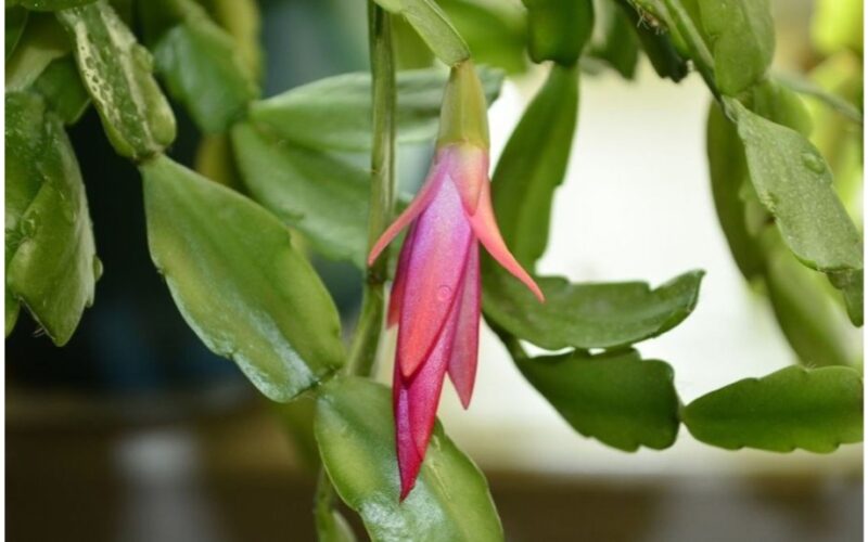 keep christmas cactus properly watered