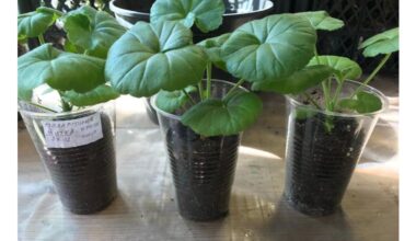 late autumn two part bloom