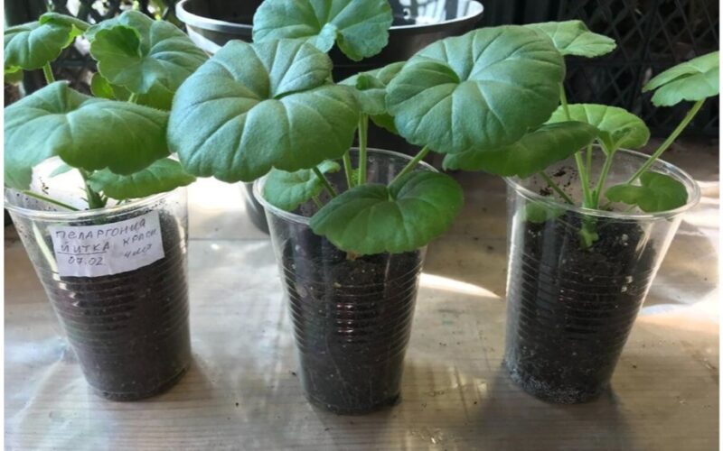 late autumn two part bloom