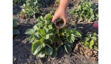 late november frost protected strawberries