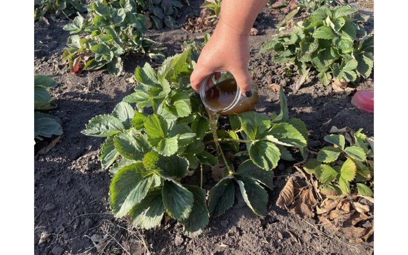 late november frost protected strawberries