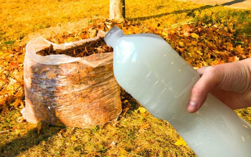 leaf infused brew outperforms potassium