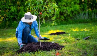 leaves digging fertilizing winterization