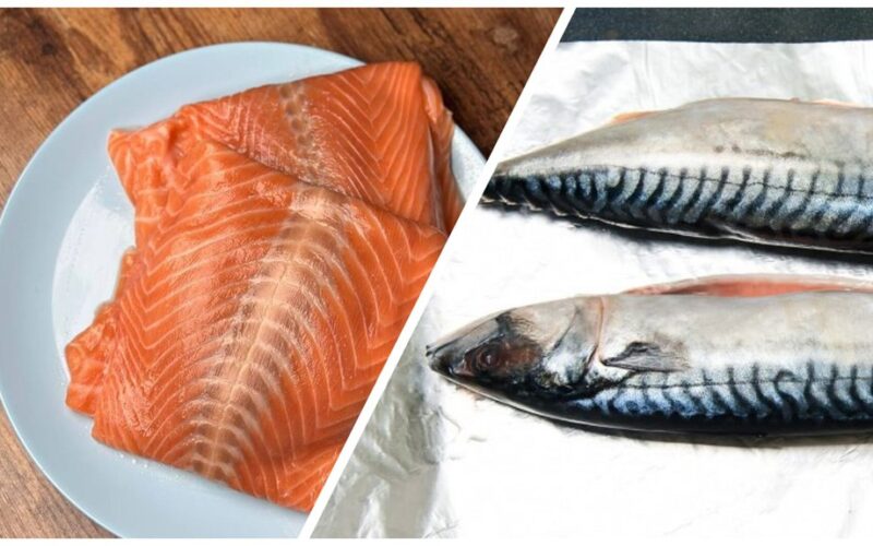 mackerel trumping salmon s showiness