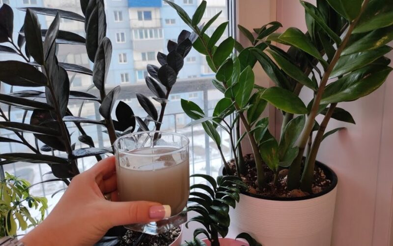 minimal watering explosive growth