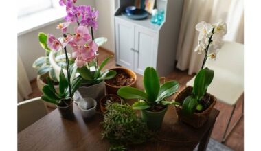 monthly homemade plant nutrient cocktails