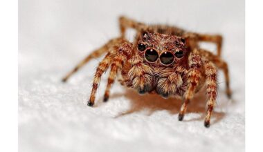 natural kitchen items banish spiders