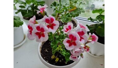 neglected geranium still blooms