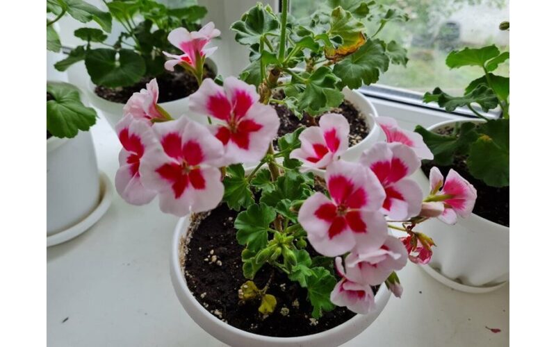 neglected geranium still blooms