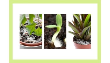 neighbor grandmother s cheap mold remedy